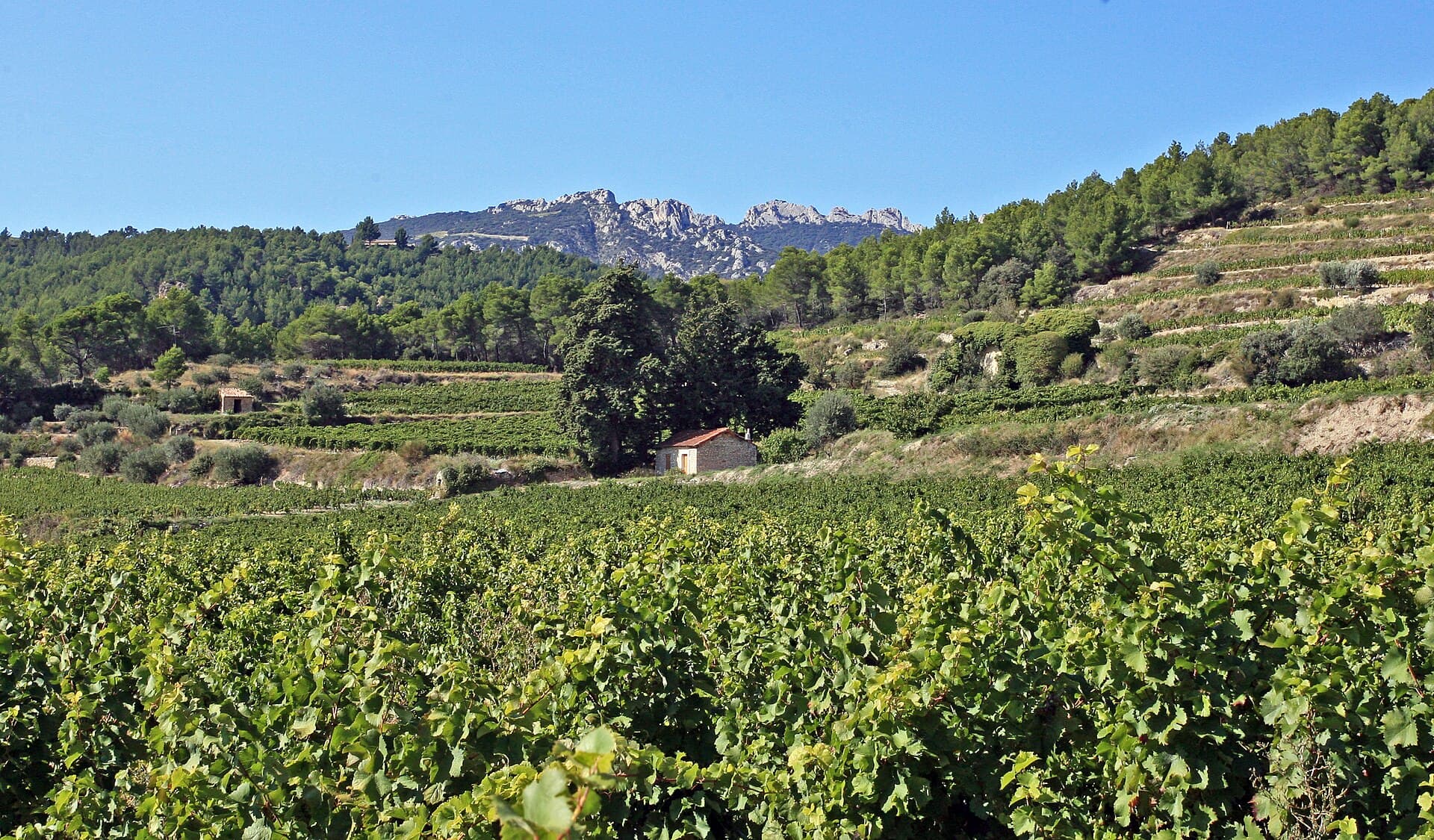 Vineyard rows under the Dentelles de Montmirail